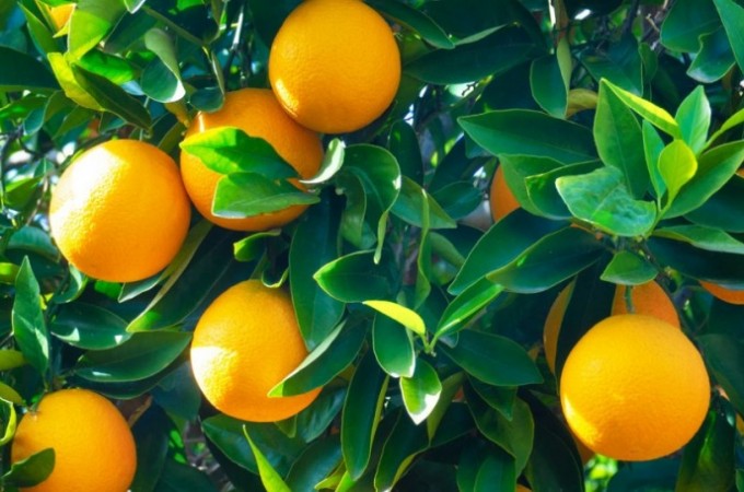 2023/24: Produo ser de 307 milhes de caixas de laranja 