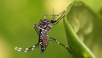 estado-de-sao-paulo-decretou-estado-de-emergencia-por-dengue