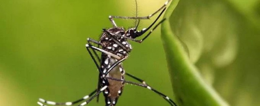 estado-de-sao-paulo-decretou-estado-de-emergencia-por-dengue