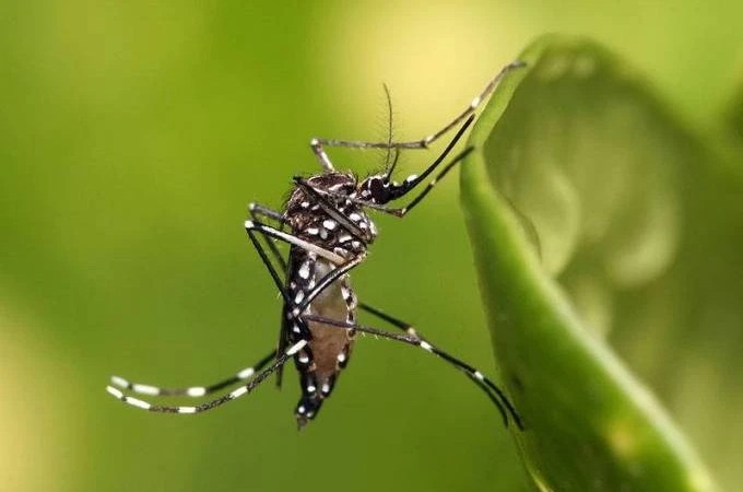 Estado de So Paulo decretou estado de emergncia por Dengue