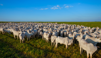 sindicato-rural-reforca-prazo-de-atualizacao-de-rebanho