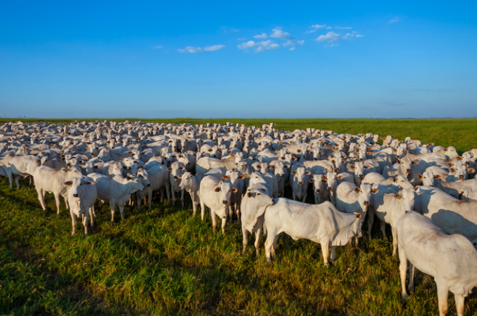 Sindicato Rural refora prazo de atualizao de rebanho