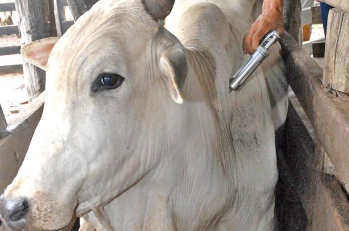 Sindicato Rural refora prazo de cadastro de rebanho