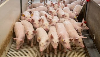 prazo-para-atualizacao-dos-rebanhos-encerra-dia-07-de-julho