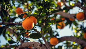 produtor-rural-deve-enviar-relatorio-de-greening-e-de-cancro-citrico