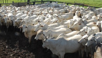 valor-de-producao-animal-tem-recorde-com-marca-de-rs-1225-bi