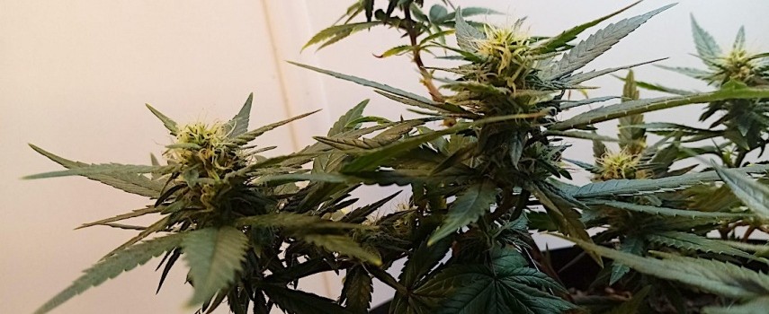 ibitinga-denuncia-levou-policia-ate-plantacao-de-maconha