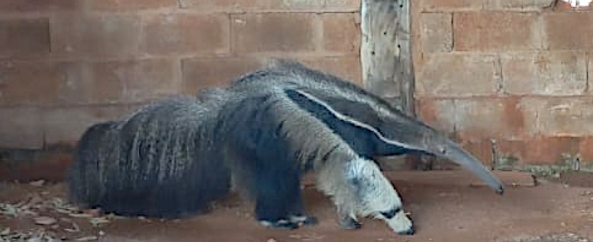tamandua-foi-capturado-em-tabatinga