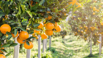 laranja-safra-202425-e-reestimada-em-22314-milhoes-de-caixas