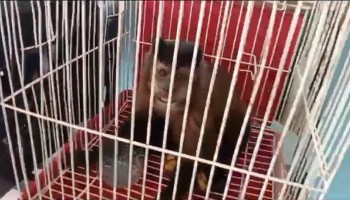 macacos-silvestres-sao-resgatados-durante-abordagem-em-ibitinga