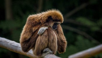 macacos-testam-positivo-para-febre-amarela-e-governo-faz-alerta