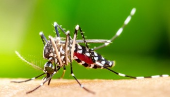 ibitinga-ja-registrou-624-casos-de-dengue-em-2025