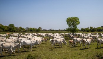 pecuaria-paulista-na-expectativa-pelo-fundo-indenizatorio-da-aftosa