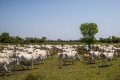 Pecuria paulista na expectativa pelo Fundo indenizatrio da Aftosa