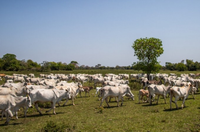 Pecuria paulista na expectativa pelo Fundo indenizatrio da Aftosa