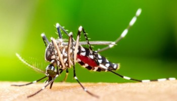 ibitinga-possui-servico-de-denuncias-de-focos-de-dengue