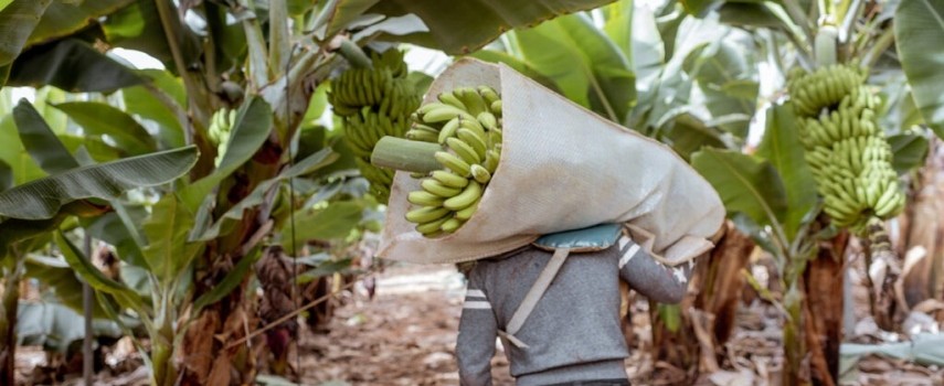 faesp-divulga-levantamento-de-postos-de-trabalho-no-agronegocio