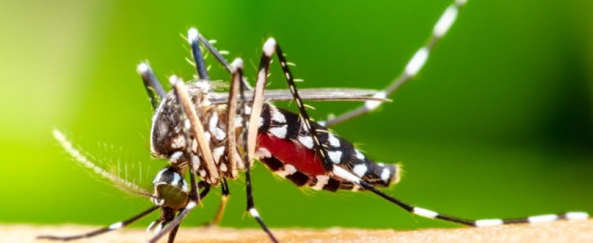 dengue-ibitinga-registra-um-caso-de-obito