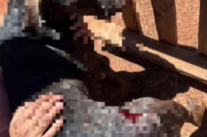 Cachorro vtima de maus-tratos  socorrido e mulher foi presa
