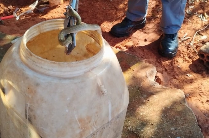 Cobra  capturada dentro de uma residncia em Ibitinga