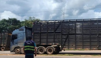 secretaria-da-fazenda-apreendeu-240-bovinos-que-viriam-pra-ibitinga