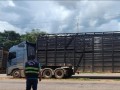 Secretaria da Fazenda apreendeu 240 bovinos que viriam pra Ibitinga