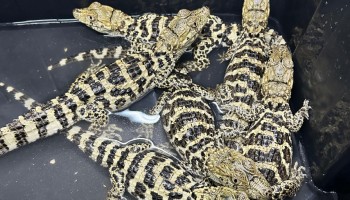 pm-ambiental-de-ibitinga-apreende-07-filhotes-de-jacare