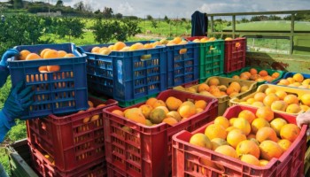 safra-202526-de-laranja-no-cinturao-citricola-deve-crescer-363