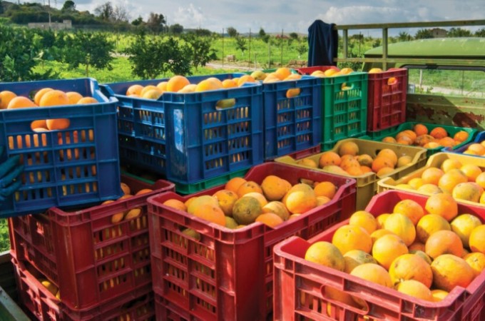 Safra 2025/26 de laranja no cinturo citrcola deve crescer 36,3%