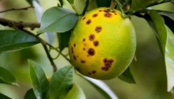 prazo-relatorio-de-greening-devera-ser-entregue-de-01-a-15-julho