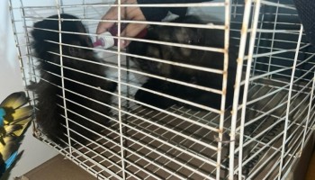 macacos-prego-capturados-em-ibitinga-sao-resgatados-em-nova-odessa