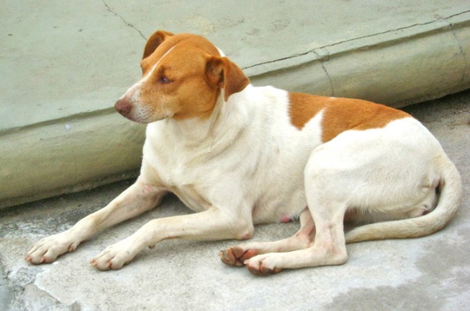 Governo de SP probe acorrentamento de pets 