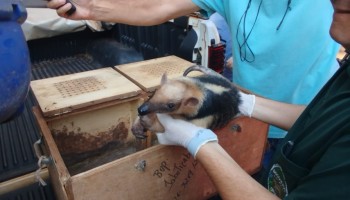 pm-ambiental-realiza-soltura-de-tamandua-mirim-e-de-ourico