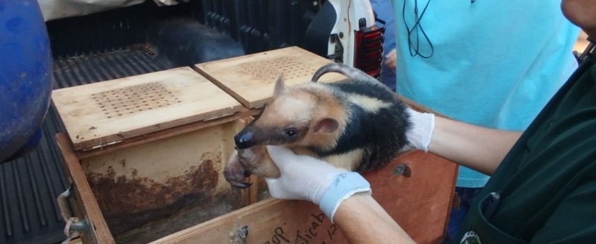 pm-ambiental-realiza-soltura-de-tamandua-mirim-e-de-ourico