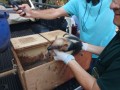PM Ambiental realiza soltura de tamandu-mirim e de ourio