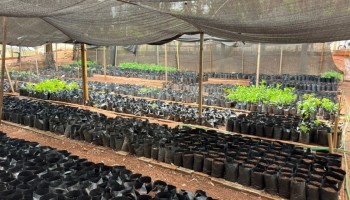 ibitinga-400-mudas-de-arvores-foram-doadas-em-2025