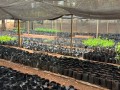 Ibitinga: 400 mudas de rvores foram doadas em 2025