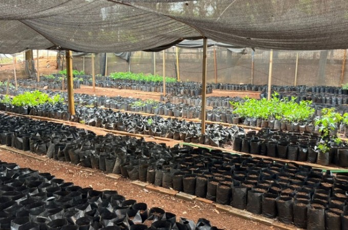 Ibitinga: 400 mudas de rvores foram doadas em 2025