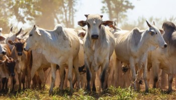 faesp-orienta-sobre-o-plano-de-identificacao-de-bovinos-e-bufalos