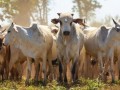 FAESP orienta sobre o plano de identificao de bovinos e bfalos