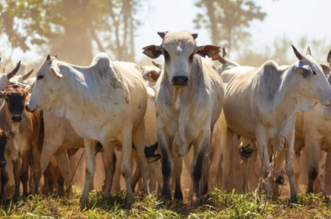 FAESP orienta sobre o plano de identificao de bovinos e bfalos