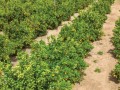 Fundecitrus e UNESP: Safra de Laranja 2025/26  revisada para baixo