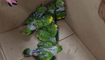 mariliafilhotes-de-periquito-sao-resgatados-em-ninho-apos-incendio
