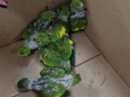 Marlia:Filhotes de periquito so resgatados em ninho aps incndio 