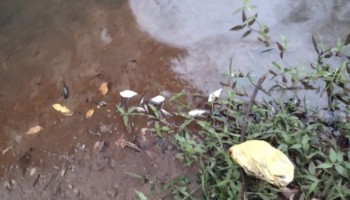 vereadores-denunciam-morte-de-peixes-em-rio-de-ibitinga-e-tabatinga