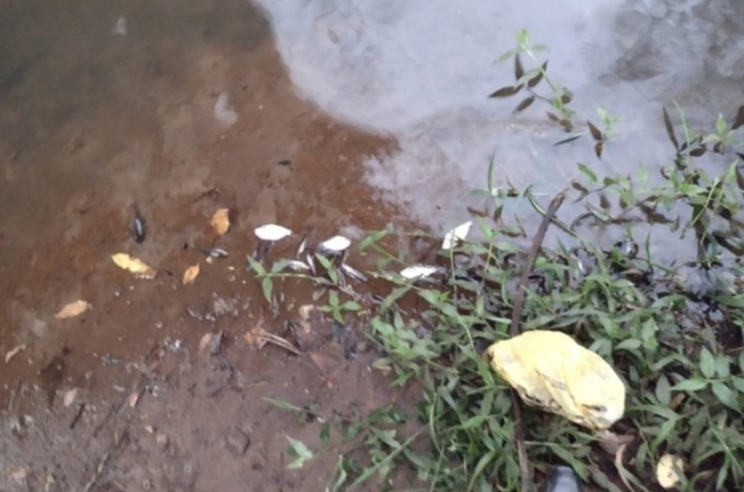 Vereadores denunciam morte de peixes em rio de Ibitinga e Tabatinga