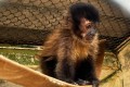 Macaco-prego, v�tima do tr�fico, vai ser solto nesta segunda-feira 8