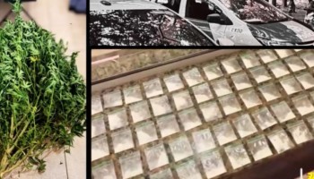 pm-aprendeu-8-pes-de-maconha-e-drogas-apos-denuncia-anonima