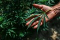 ANVISA autoriza cultivo controlado de Cannabis no Brasil