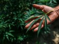 ANVISA autoriza cultivo controlado de Cannabis no Brasil